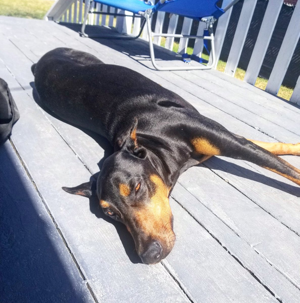 jurassicbark22's tweet photo. Working on my tan ☀
#dobermansofinstagram #doberman_pinscher #dobermans #dobermanpinscher #dobermanpride #dobermanlove https://t.co/TPrCMe0JHq
