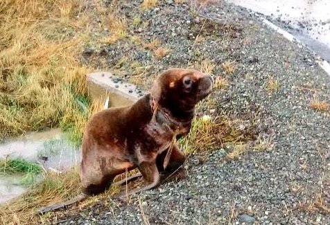 MMAChile's tweet photo. Ayer en Puerto Natales @sernapesca rescató este lobito juvenil que tenía una soga de nylon alrededor del cuello, que le provocó una herida profunda. Fue trasladado a Punta Arenas y pese a todos los esfuerzos, el lobito no sobrevivió. #ChaoBolsasPlásticas https://t.co/ejiNoCPLz2