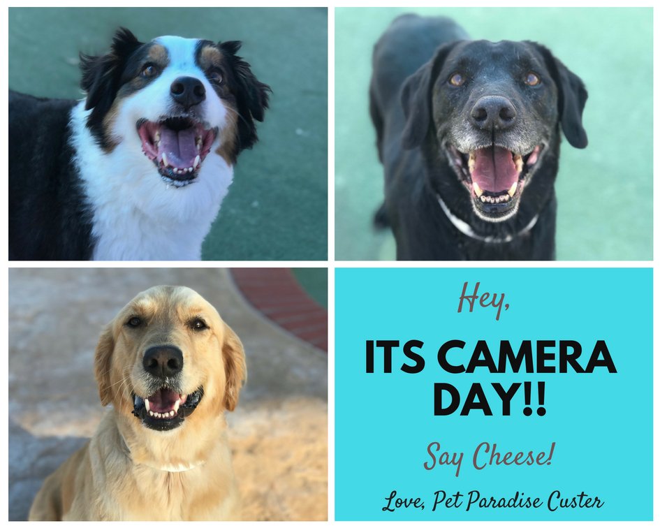 PPRCuster's tweet image. Happy Camera Day from us here at Pet Paradise! Lets see those pearly whites! 😍🐶🐾🐱📸 #CameraDay #petboarding #SmileMore