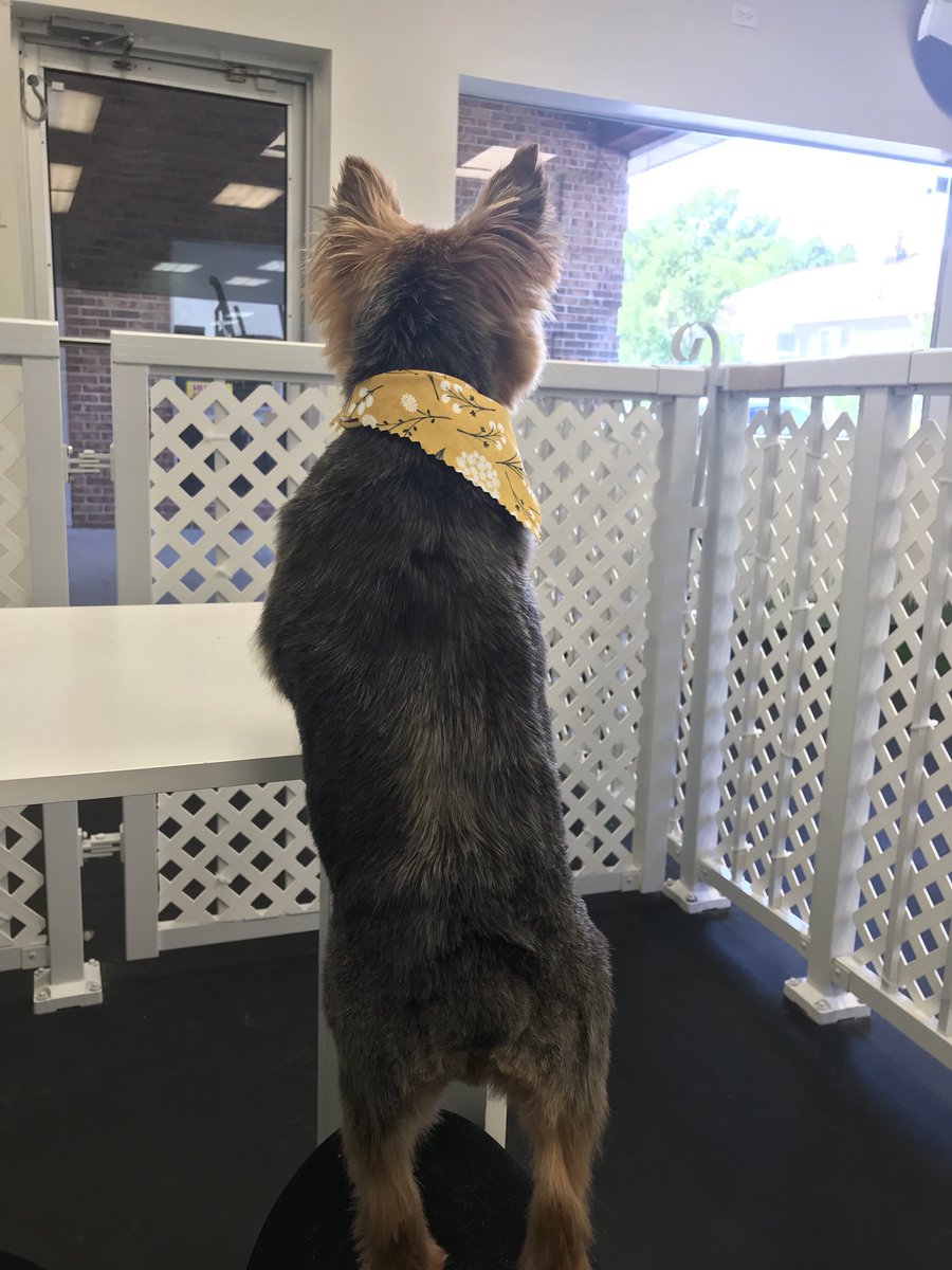 Leash N' Lather (leashnlather) Twitter