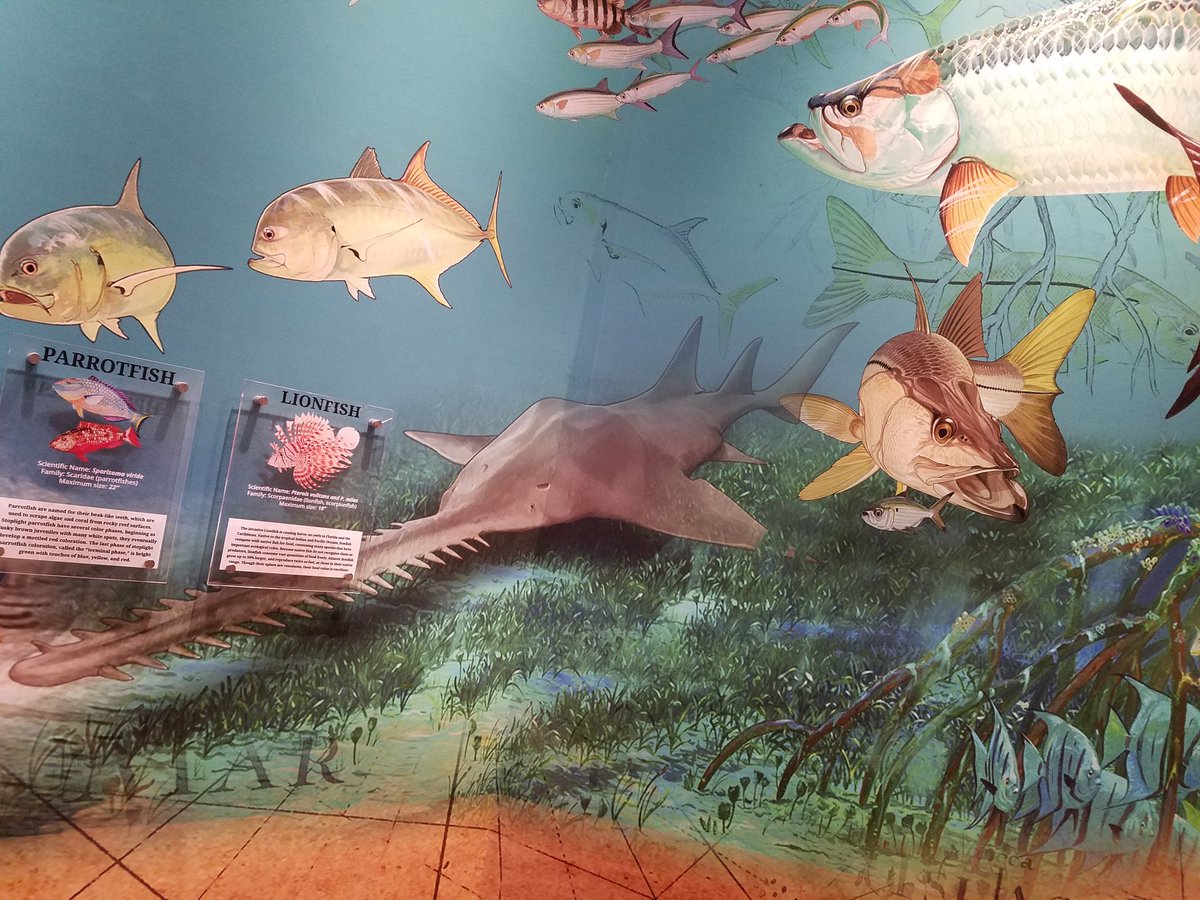 CoastalElasmos's tweet photo. #SawfishNearMe #FlatSharkFriday https://t.co/MCHuLxZK9k