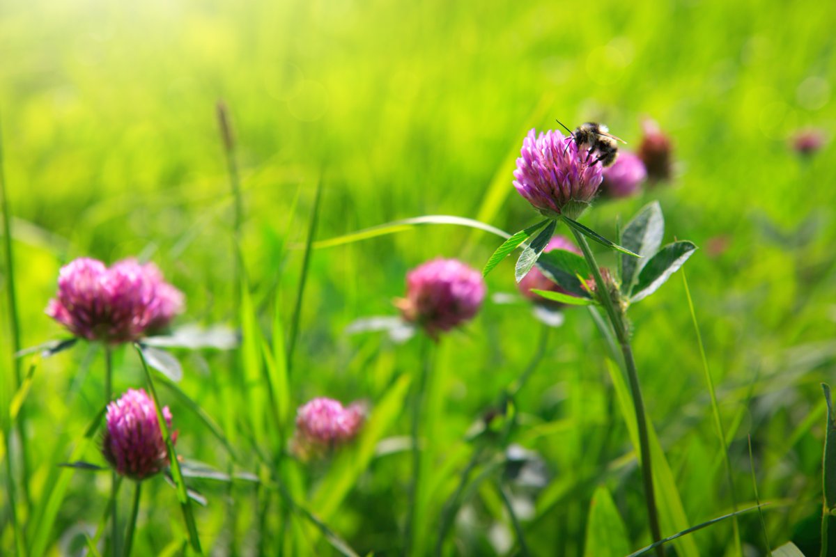 EUAgri's tweet photo. Six Welsh dairy farmers identified a lack of available information on how to protect pollinator species 🐝 in grass-based livestock farming, leading to the set up of an operational group on boosting pollinator populations ➡️ https://t.co/rEytKj71aK
#BeeWeek #BeeWeek2018 https://t.co/W5JnDtdVfW