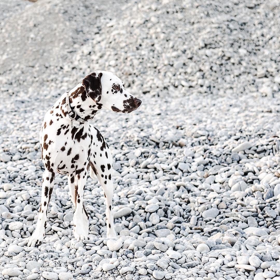 RAWHealthPetTrt's tweet photo. “Dalmatian camouflage” writes @viennathedal 
.
.
.
. 
#cbddogtreats #cbddog #cbdpets #cbdpet  #CBDforPets  #pets #dogs #hemp #dog #natural #cbdoil https://t.co/2zsKgMbiFd