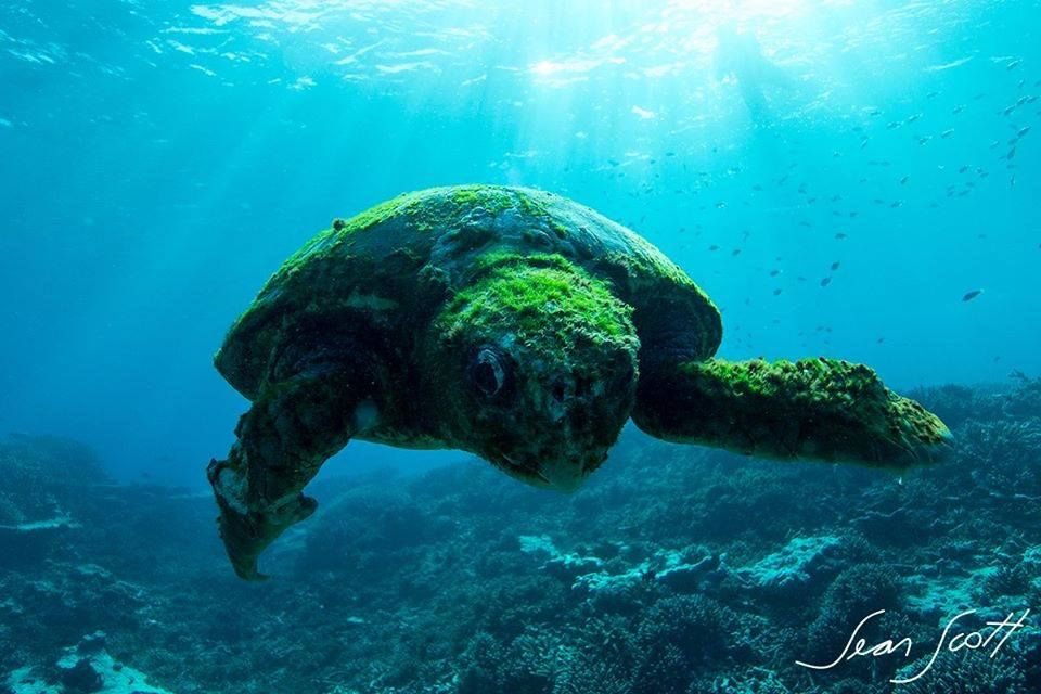 LoggerheadApp's tweet image. “I’ve got sea stories, and my shellback, too.” #seaturtles