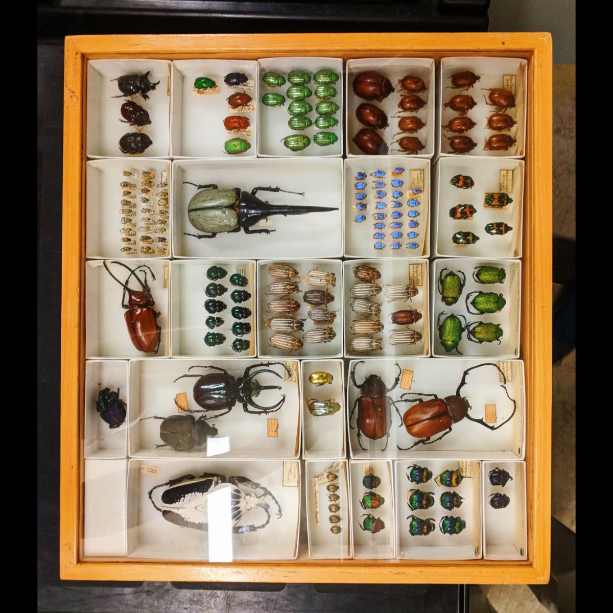 captainandcurly's tweet photo. I learned about bugs today. It was a good day @calacademy https://t.co/2rL5AHZMrn