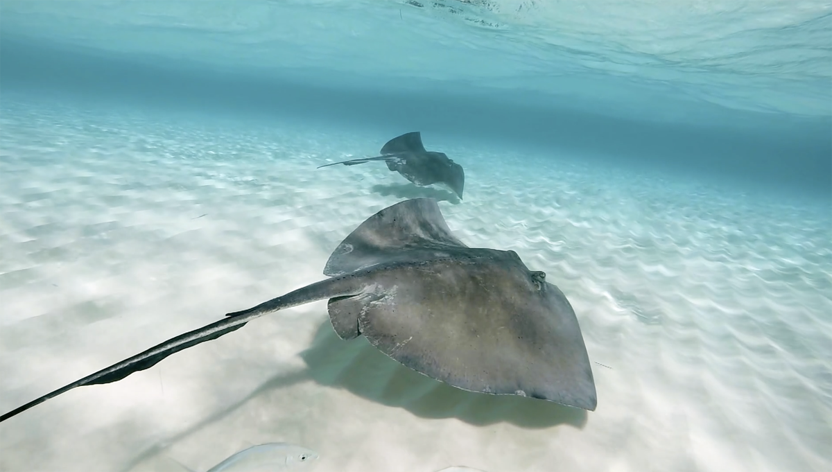 imaginecayman's tweet photo. Are you looking for family fun or adventure? Experience one of Grand Cayman’s most popular boat charters to Stingray City. Get details: https://t.co/E39g89uYld #grandcaymanexcursions #grandcaymanboatcharter #stingraysailinggrandcayman #sailinggrandcayman #caymanprivatecharters https://t.co/ZAD1JwESV1