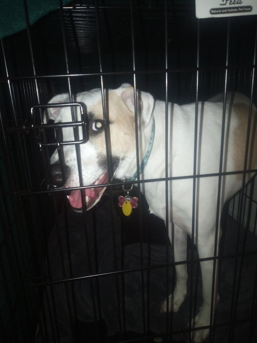 RubyDawgOffcial's tweet image. Let me at em! I need tah go attak doze dalifurry gyze wit liks &amp;amp; beg for pets. C'mon! Let me at em!

#dogsoftwitter #rubydawg #rubydog #intruderalert #HollywoodFeed #notBOL #LetMeAtThem #protector #guarddog #barkalert