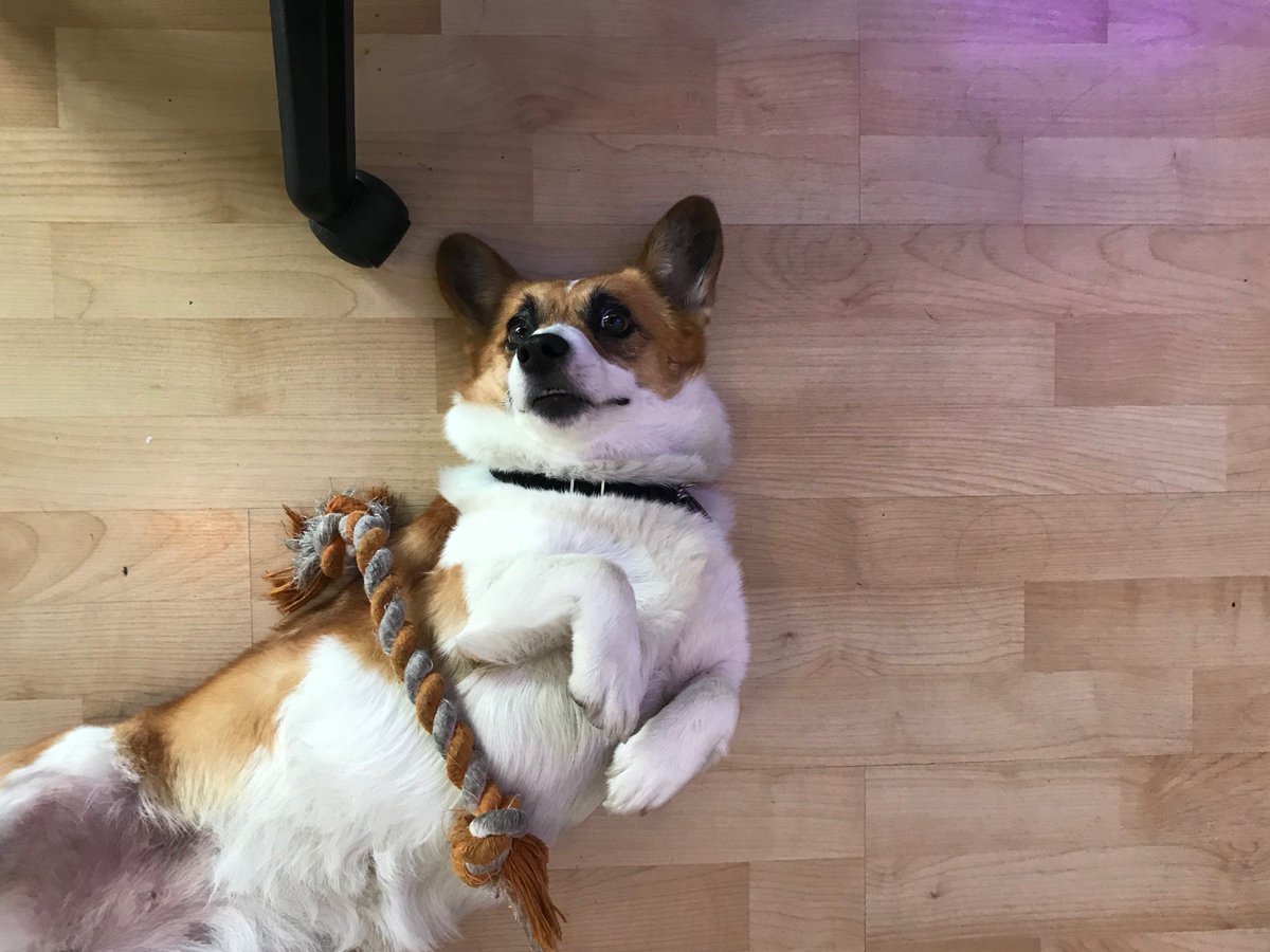 We had the cutest visitor hang out with us at the office yesterday! Everyone meet Catrina the Corgi! 😍🐶
