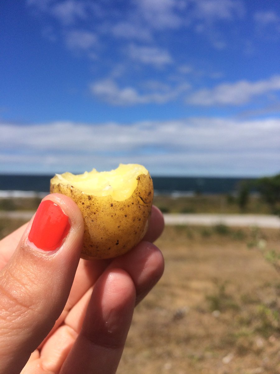 kaospatrullen's tweet image. Potatis e livet. #potatis #livet