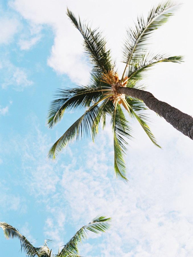 WeddingAffair's tweet photo. Has this gorgeous weather got you inspired to host a tropical and totally fun wedding? We've got some styling ideas for you to brighten up your wedding space. Cue exotic fruit, lush greenery and refreshing signature cocktails! 🍍

https://t.co/37EE0TcMBd https://t.co/88SE1Ky1QI