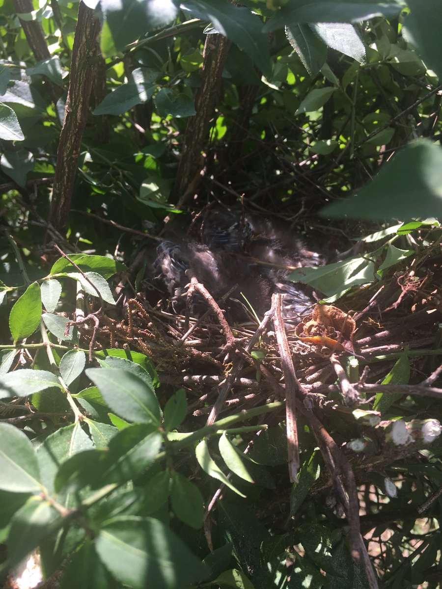 PersingerDanny's tweet image. Ok finished trimming the bushes...🤕🤪...had to dodge 4 bird parents and 3 nests....one was a blue jay and she let me know she was not happy...#ontothenextproject
