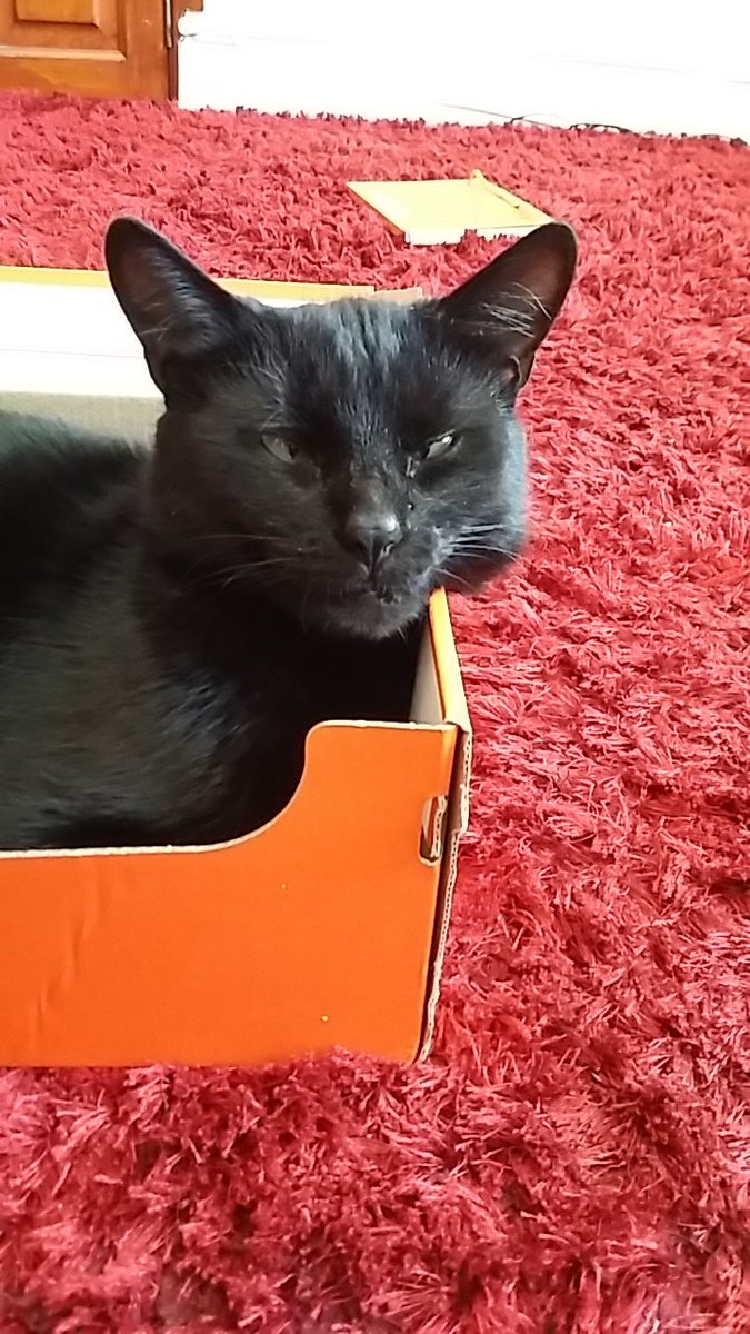 DoodlemumWALES's tweet photo. Boxes. Ah boxes. There is no better abode. #catinabox #CatsOfTwitter #catsarefamily https://t.co/uv2iu5wfNN