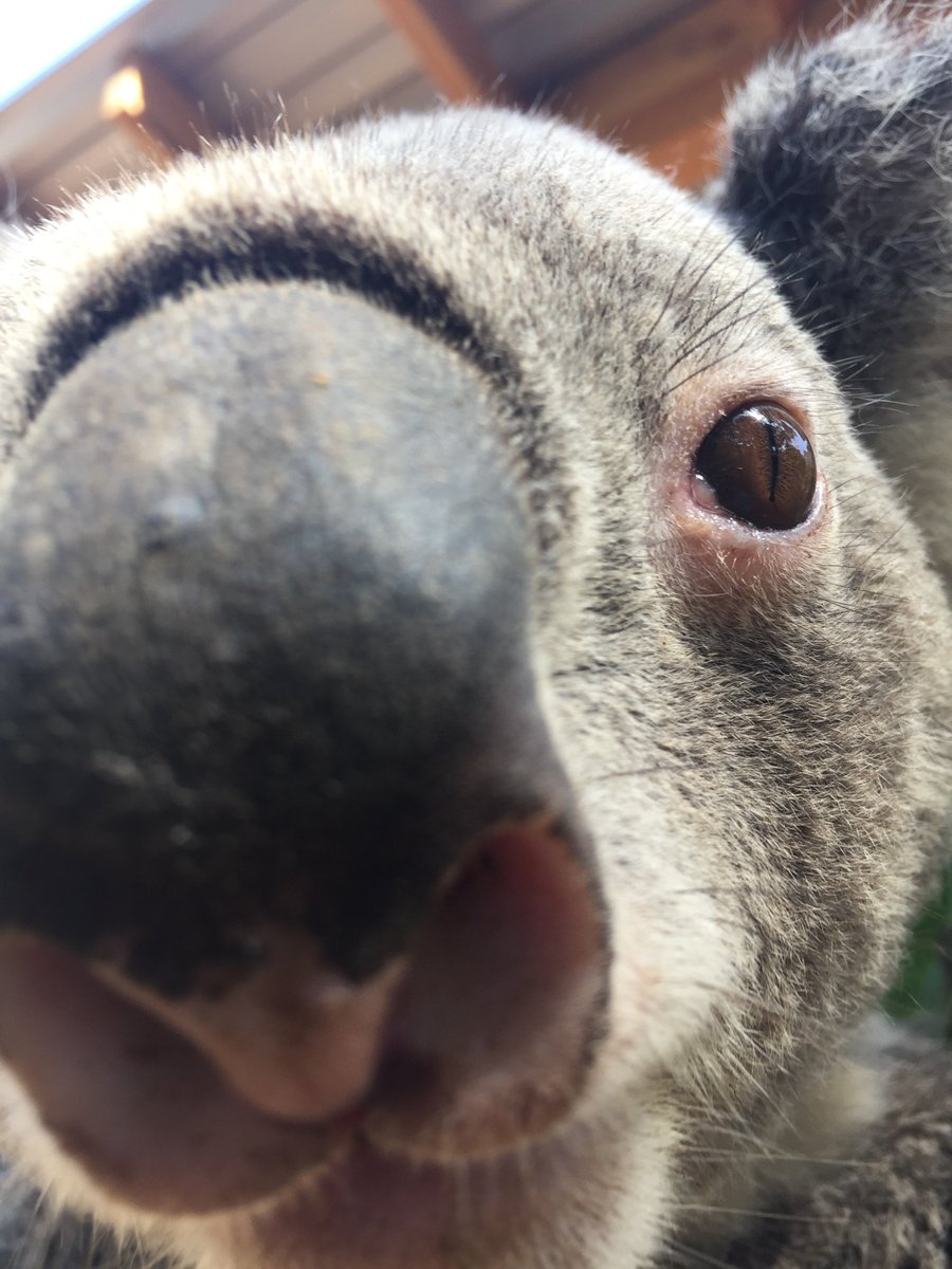 SantaBarbaraZoo's tweet photo. It’s looking like we need a #KaptionThis for this koala-ty photo! Happy Friday! #readysetgo https://t.co/xCSopm2hLh
