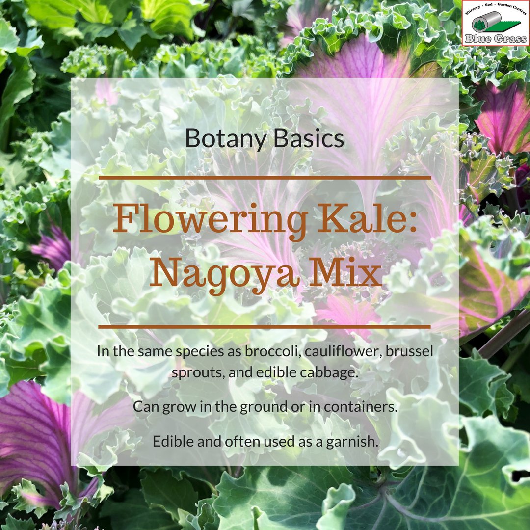 bluegrassrd's tweet image. This week's #botanybasics: Flowering Kale-- perfect for summer salads! 🥗🥗