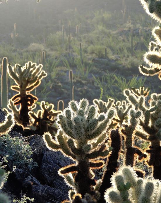 Ran into some cholla. #ExcuseForBeingLateIn4Words #SaguaroNationalPark