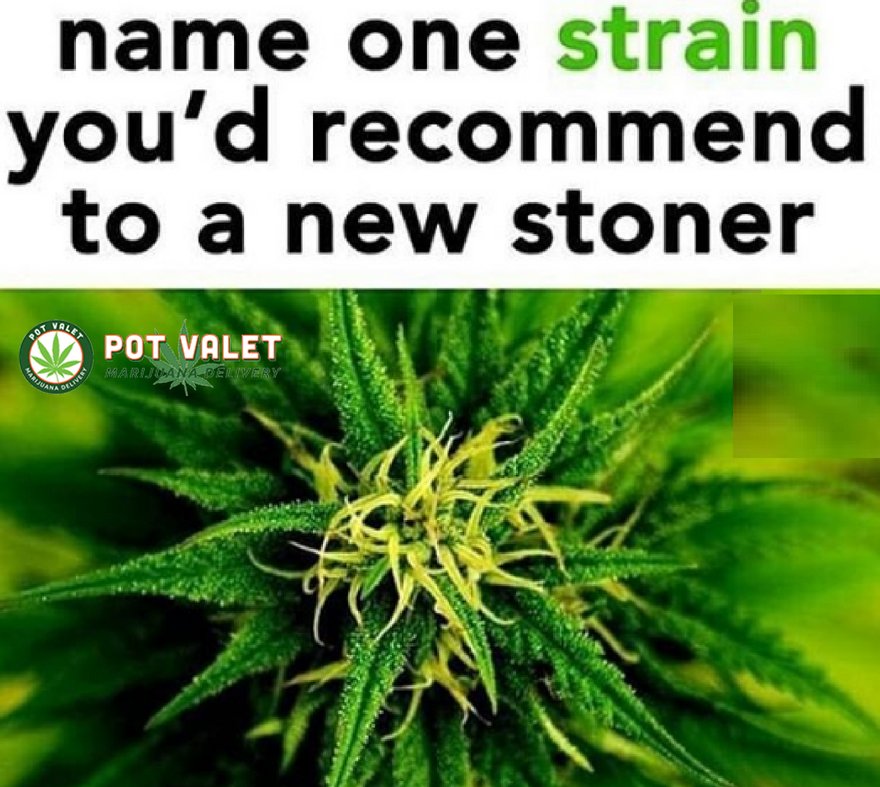 PotValet's tweet photo. Name one strain you’d recommend to a new stoner. 
.
.
#potvalet #SantaMonica #CulverCity #BeverlyHills #Greenday #cannabis #marijuana #medicalmarijuana #marijuanafacts #weed #hemp #losangeles #westLosAngeles https://t.co/6vMJ82wFLc