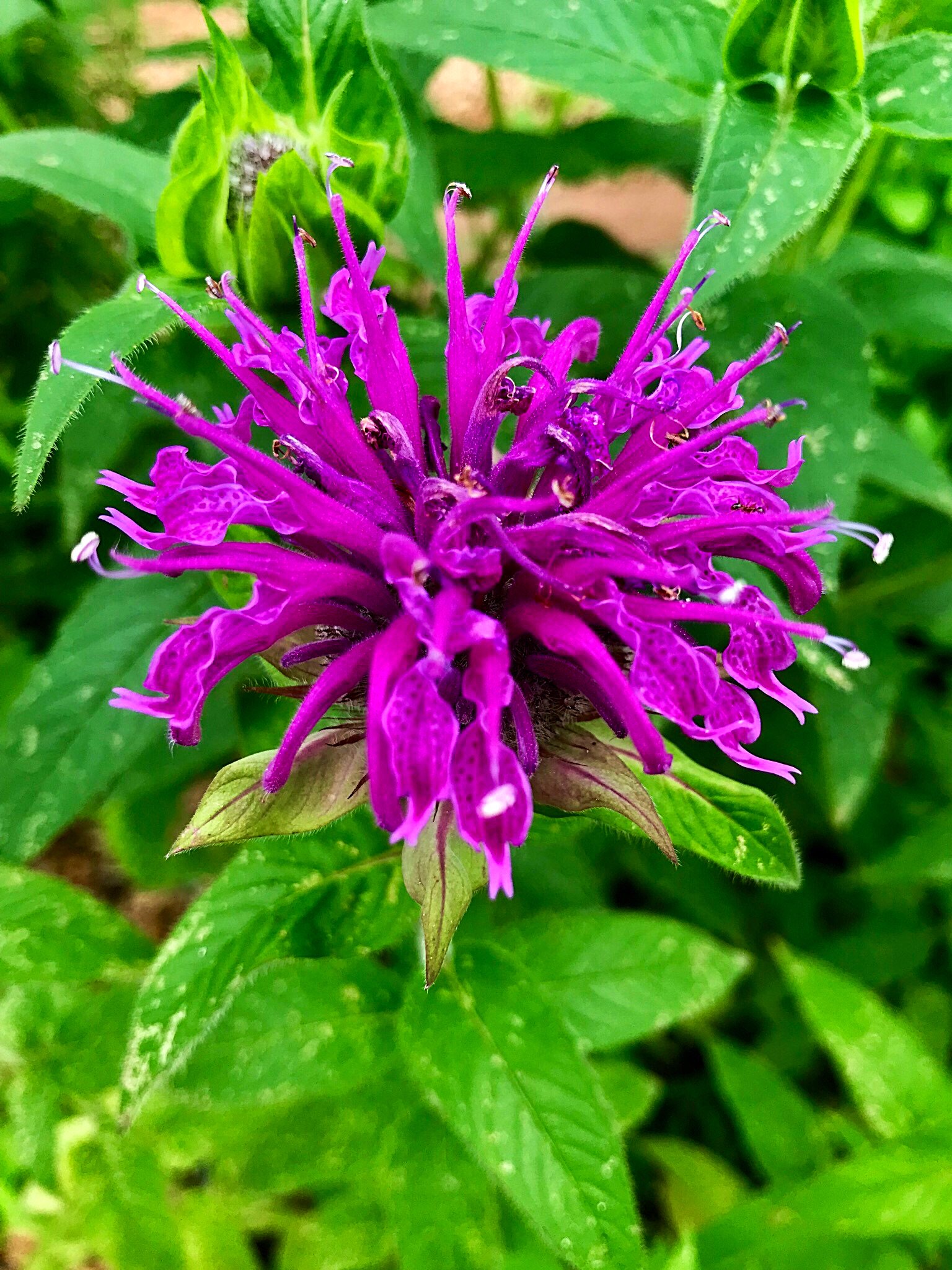 Cloudsailor 星羅の一日一花 モナルダ 和名タイマツバナ 松明花 近縁種のヤグルマハッカ 矢車薄荷 を含め ビーバーム ベルガモットとも 花と葉はミカン科のベルガモットオレンジと似た甘い香り 北米原産 シソ科 Crimson Beebalm Scarlet Monarda