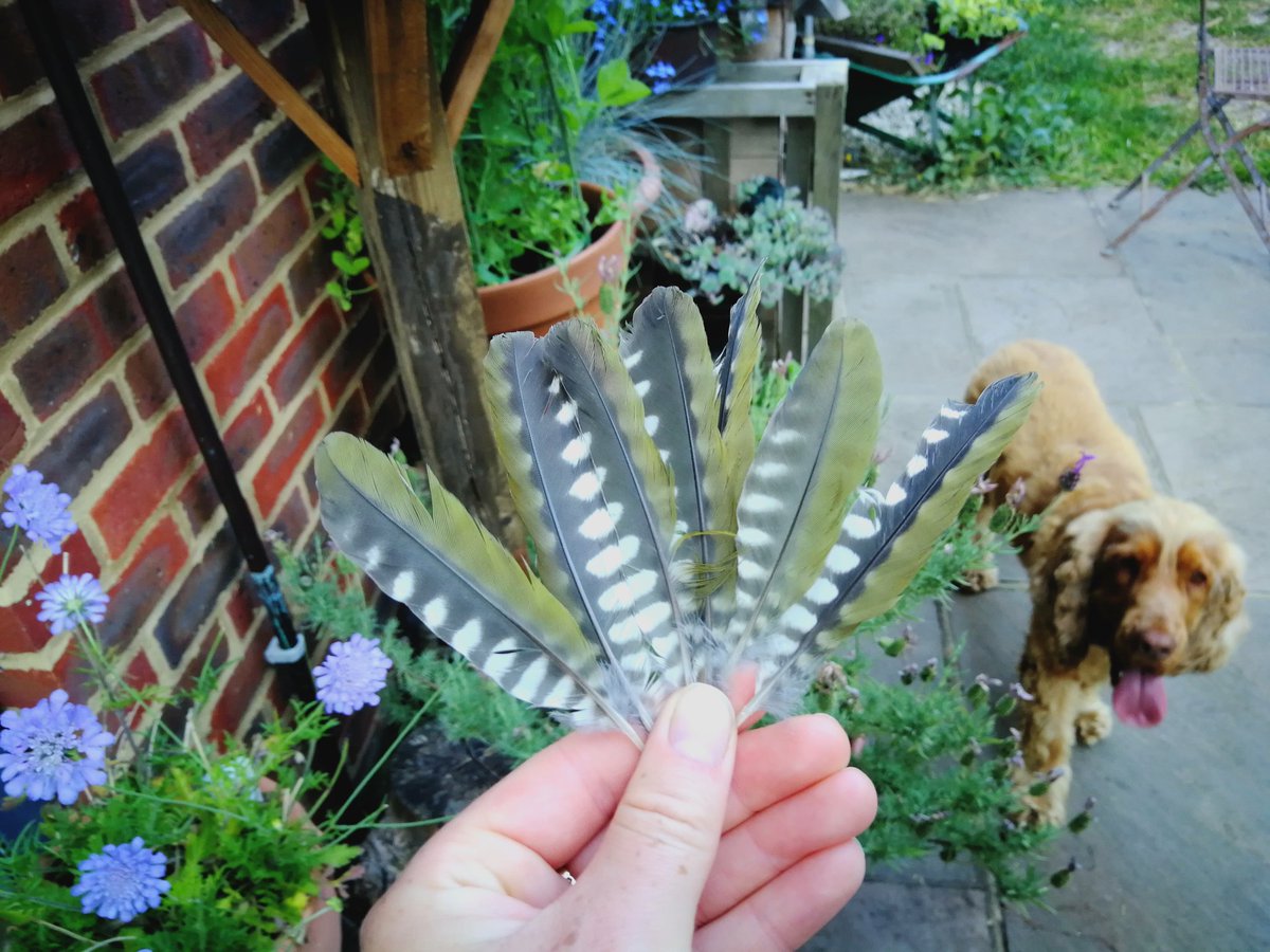 Ali_Ecology's tweet photo. Green Woodpecker feathers. Looks like one has met its end, but who done it?? I've never seen Buzzards on this site, only Kestrels...legend has it that Peregrine Falcons hunt over this way... #30DaysWild https://t.co/fFzE4z2M9K