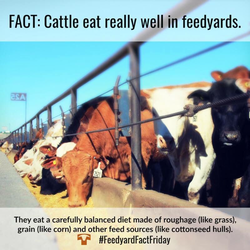 Texas Cattle Feeders Assn On Twitter It S Friday Which Means