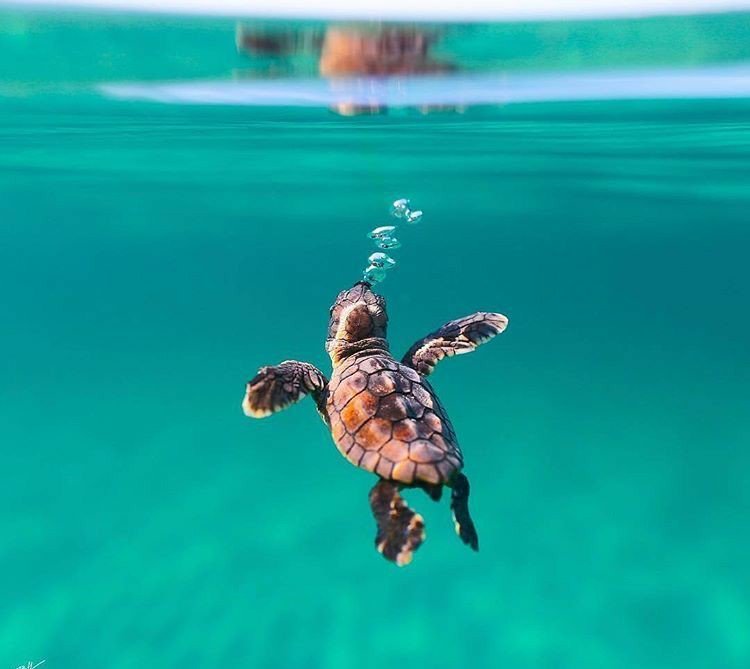 fofurentos's tweet image. Fala sério, tartarugas são muito bonitinhas