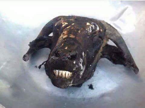 تذبحه ، وتسلخه ، و تشفشفه وتقزره اديره بومردم ويبقى دائماً مبتسماً ، يذكرني بالمواطن الليبي .