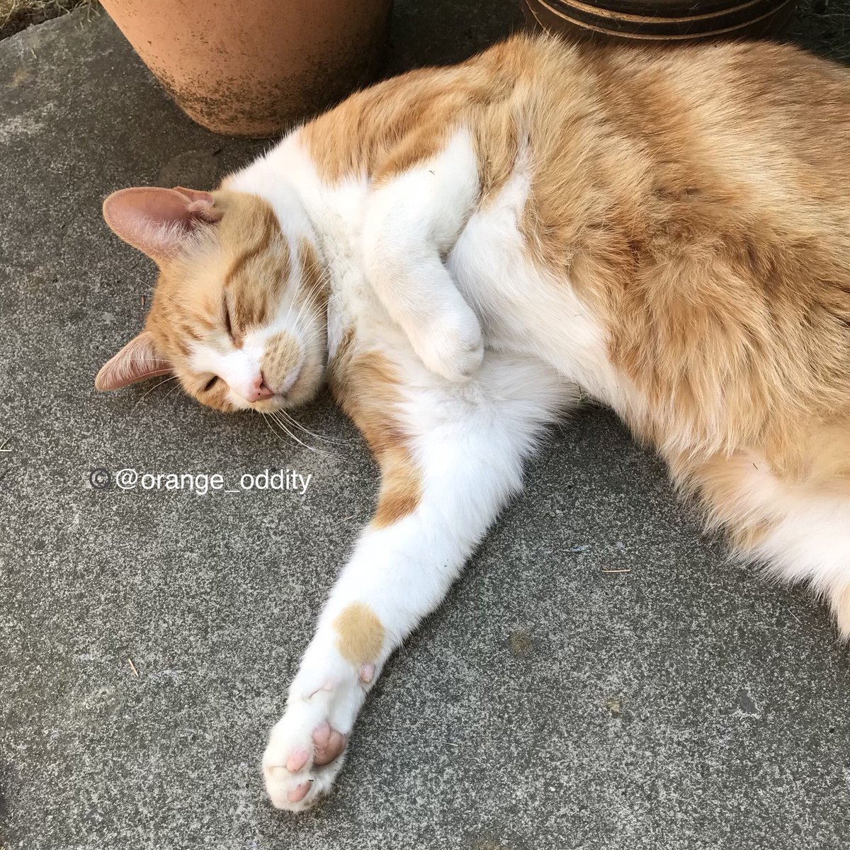 orange_oddity's tweet photo. Flat out in the shade. #CatsOfTwitter https://t.co/ymnKUZTNoX