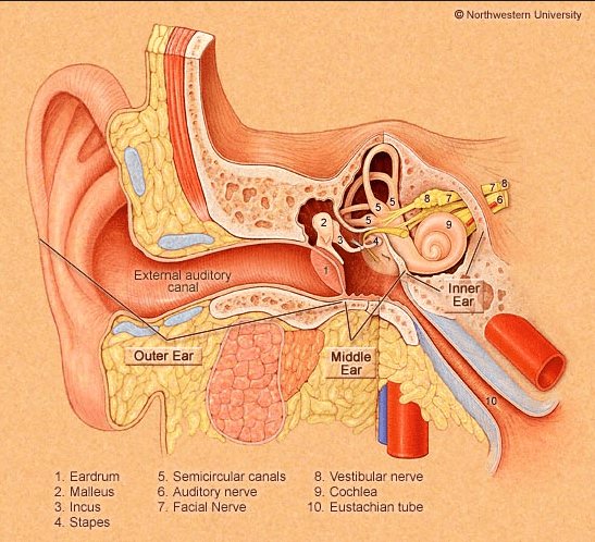 dr. Astie Young tweet media