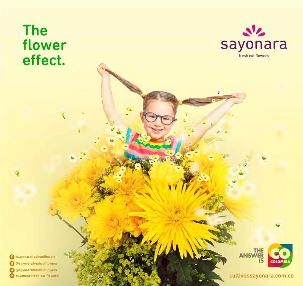 sayonarafcf's tweet photo. We are exited to announce the launch of #sayonarafreshcutflowers newest campaign #theflowereffect that’s a language, an experience, everything that involves from growing #flowers to the emotions brought in receiving #flowers. https://t.co/uPZn6pkU51