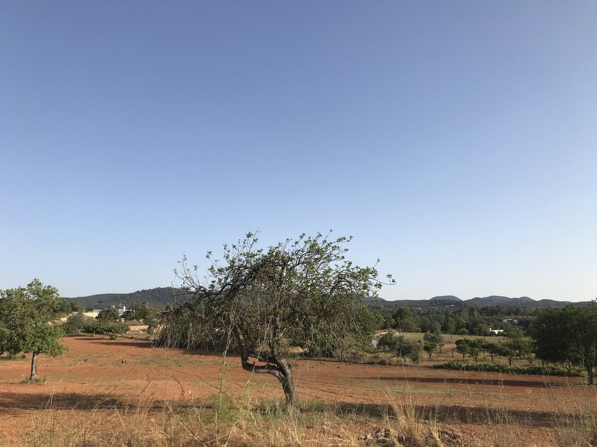 DJDannyO's tweet photo. Enjoying the #Ibiza countryside before I play @mamboibiza tonight. #vamos #elcampo #españa #natural #islasbaleares https://t.co/9T5SviZRa8