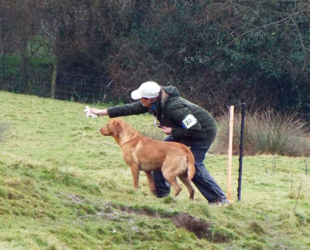 Wbardsley2's tweet photo. Check out #Biddablebardsley latest #gundog report in the @ShootingGazette #July issue https://t.co/XFnu5HdU5F #Hampshire #Southwest #workingtest. Sponsored by @SkinnersPetFood #workingdogs #labradorretriever #goldenretriever #topdogs #dogsoftwitter https://t.co/PTdHC8Bfvf