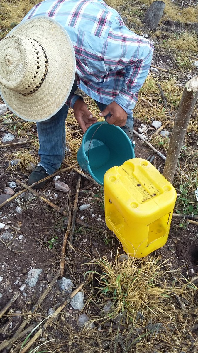 Isa69850753's tweet photo. Colocación de trampas con feromonas para el control del gusano cogollero, en la parcela del señor Francisco Reyes Rojas (Modulo). Localidad de San Miguel Totolapa municipio de Huamuxtitlan. Gro. 
Asesor técnico: Ma. Isabel Dominguez Morales.
#PROAGROCapacita
#CIMMYT
#HubPCTO https://t.co/JmkAktA0fJ
