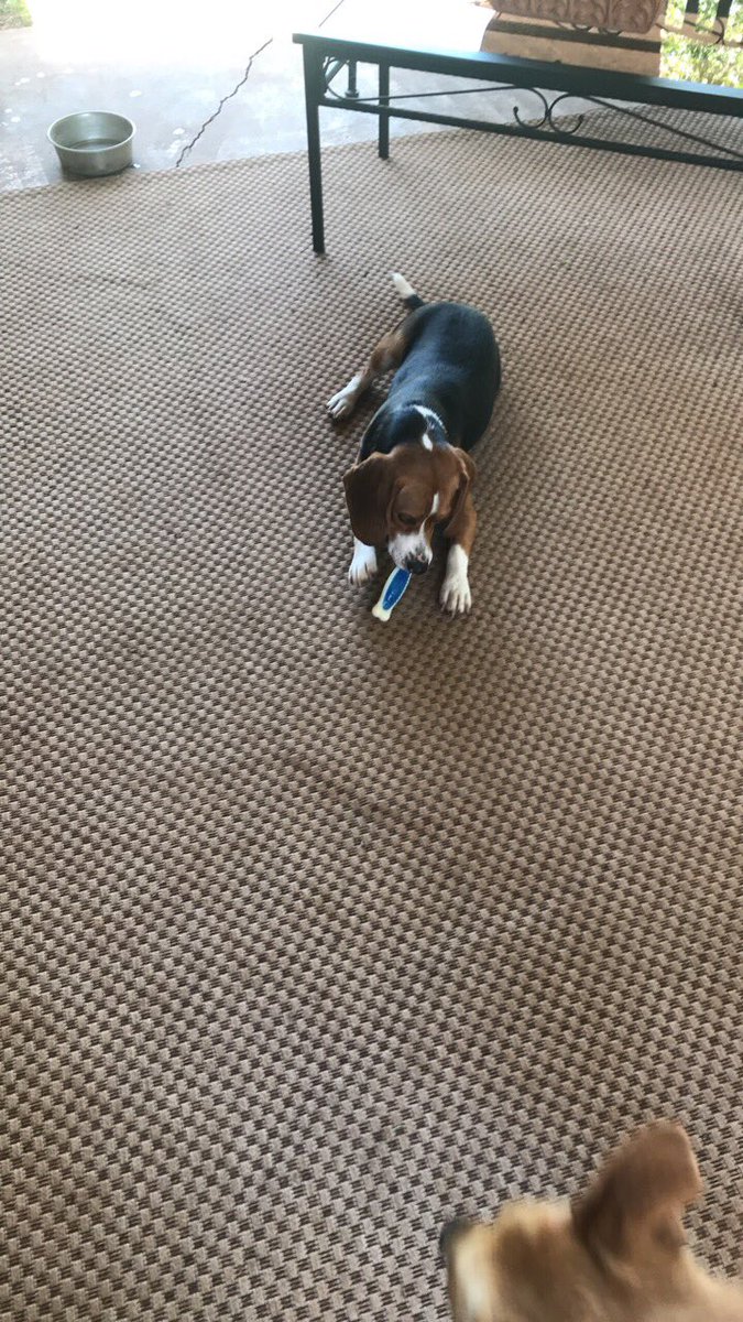 Bc_Gallagher's tweet image. #newestedition #rescue