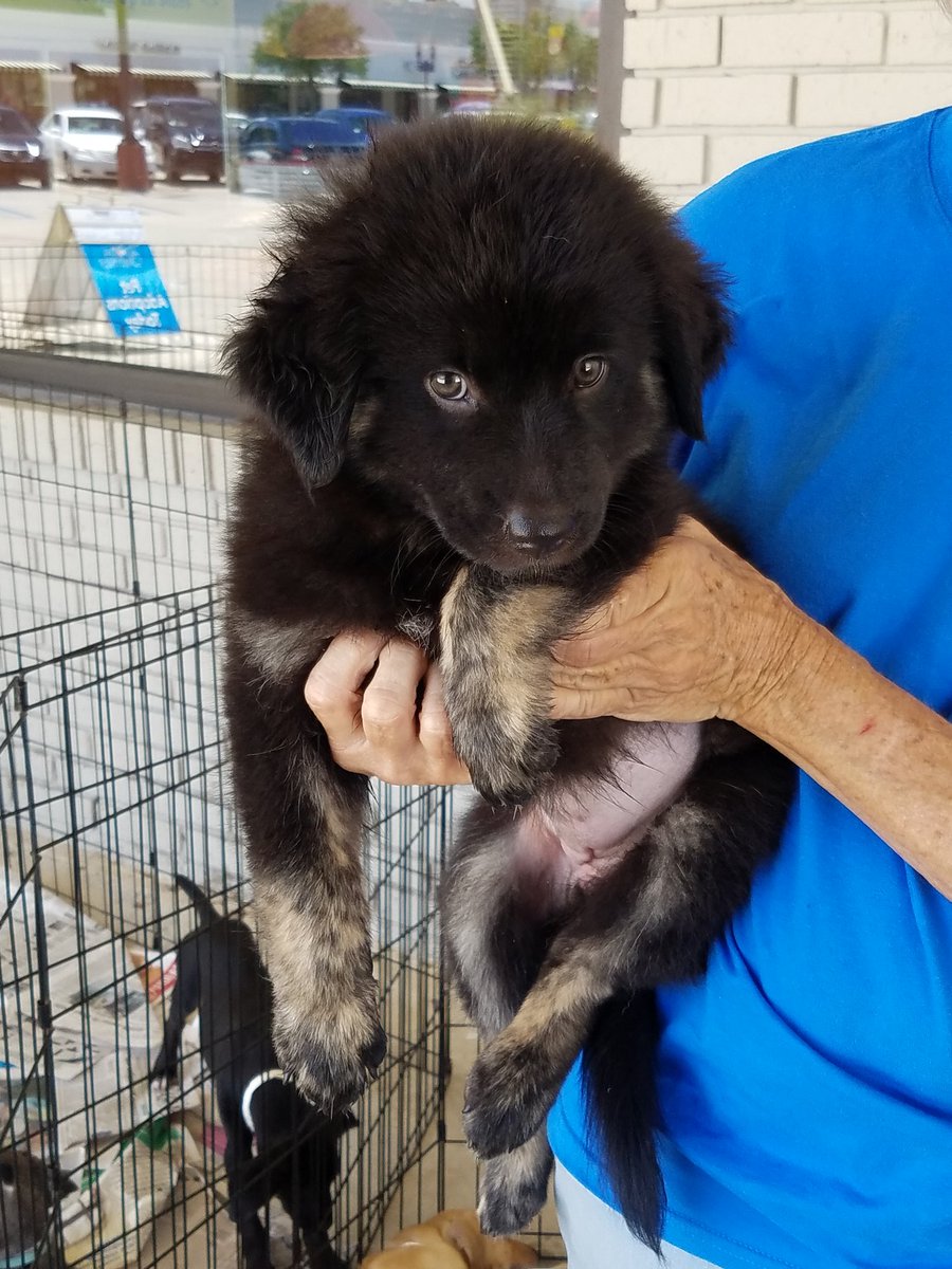 PetSmart Mandeville tweet media