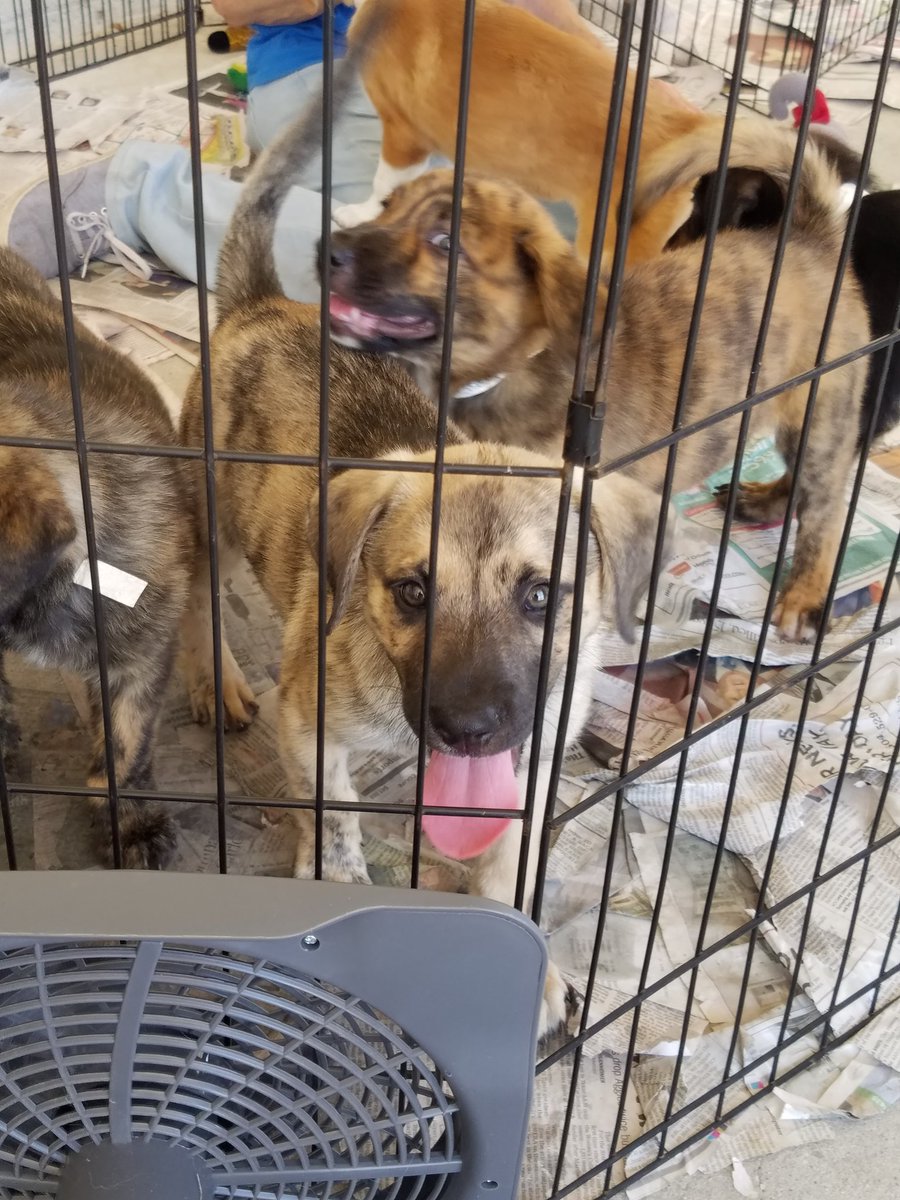 PetSmart Mandeville tweet media