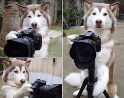 updogbox's tweet photo. Happy National Camera Day from UpDog! Post as many pictures as you want of your puppers today in celebration. #BecauseDogsRule https://t.co/7ggEfT6bSf