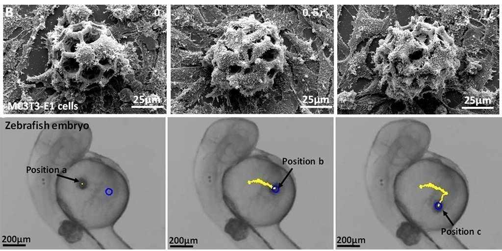 CIRMnews's tweet image. Fantastic voyage!! @CityUHongKong team create magnetically-controlled microrobots as a novel method to gently deliver #stemcell-based therapies to hard-to-reach organs. bit.ly/2KvJbsM Study in @SciRobotics