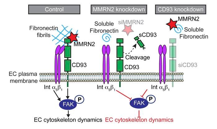 CD93 promotes β1 integrin activation and fibronectin fibrillogenesis during tumor angiogenesis buff.ly/2IxLqtL @UU_University #oncology