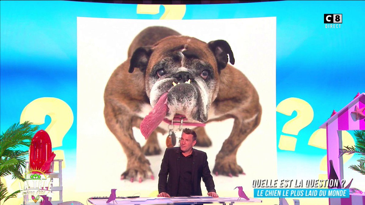 La Télé Même Lété On Twitter Ce Bulldog Appelé Jaja A