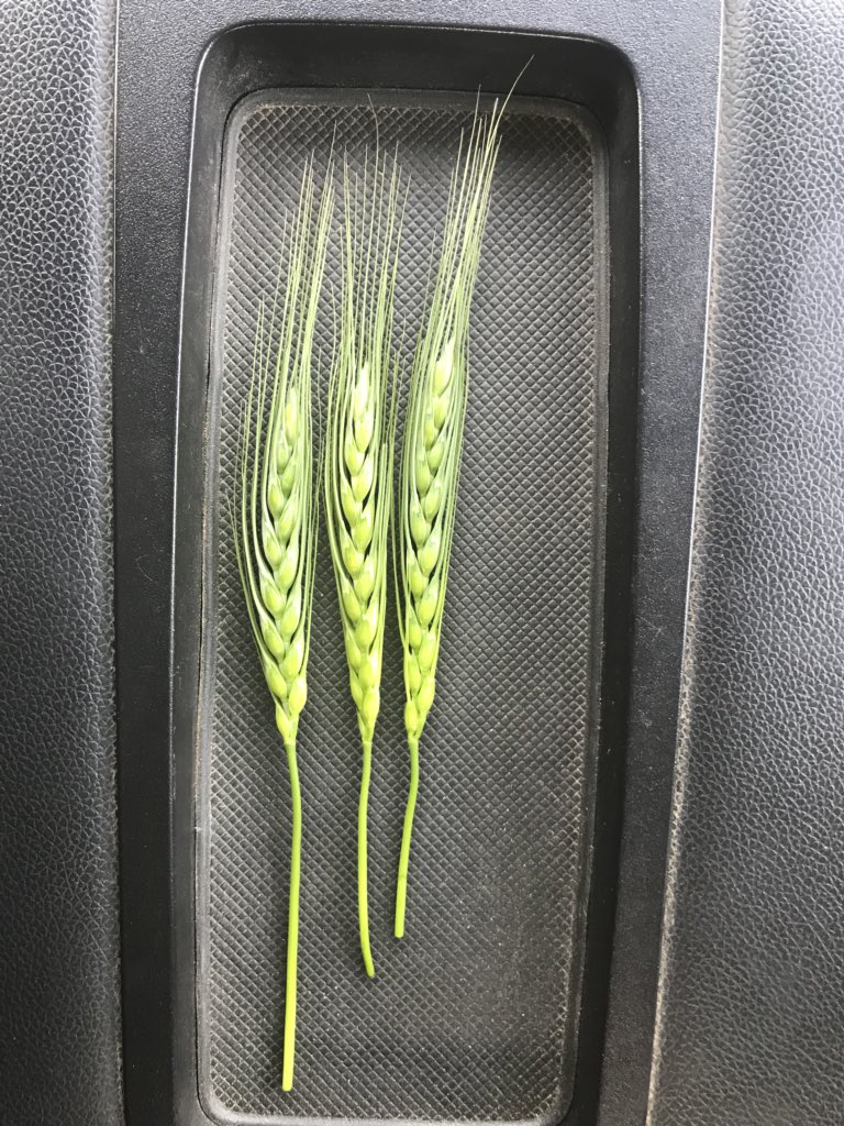 Even in a year with 1-1.5” rain since may 1st a liquid top dress still showing results... barely. Left: Jatharia Middle: Brandon Right: Brandon with liquid topdress. #uan #senergy @GMacsAgTeam <a href="/braycon11/">Brayden Connor</a> @GmacJay