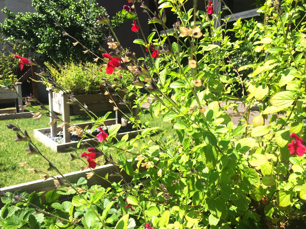 Did you know that the #LBConventionCtr plants its own herbs, strawberries, and kale to use in our catering dishes? This is just one of the sustainable practices that our venue utilizes! 🌱🍓