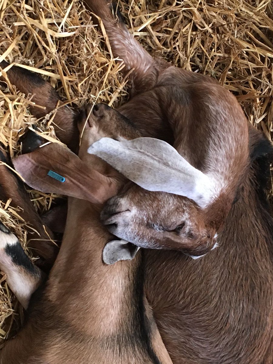 monach_farm's tweet photo. Tired humans &amp; animals after a busy day @KidsCountryUK #FFD18 
Huge thanks to the team &amp; the volunteers who helped with Geraldine &amp; stickers. https://t.co/TVYPNJK8gO