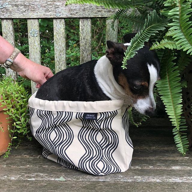 HausofYarnTN's tweet photo. He fits. The End. #fringefieldbag #cutestdogever #ratterrier #hausofyarntn #hetolerateshishuman https://t.co/u5azlnaaB0