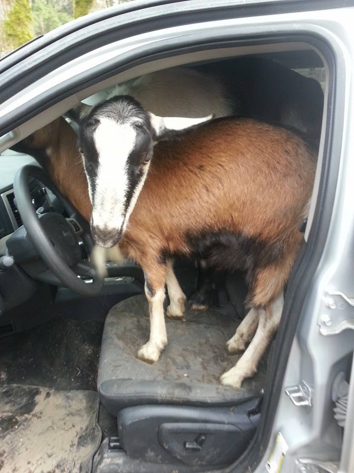 TractorSupply's tweet image. Hello, Out Here Problems. 
#ExcuseForBeingLateIn4Words
#goats #farmlife