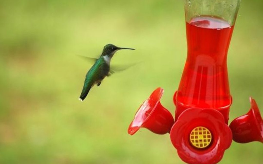 ournaturewalk's tweet photo. It's utterly easy to attract most birds to your backyard with water and food 🕊🐦. However to entice hummingbirds you must offer sweet water 💦and a hint of red🔴. Happy hummingbird sightings ! . https://t.co/7IdqLYOpEe
