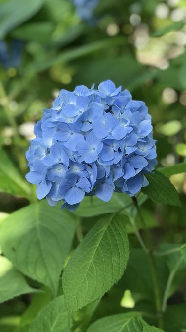 資福寺の紫陽花 あじさい 21 見頃は アクセスと駐車場についても 宮城 子連れおでかけログ