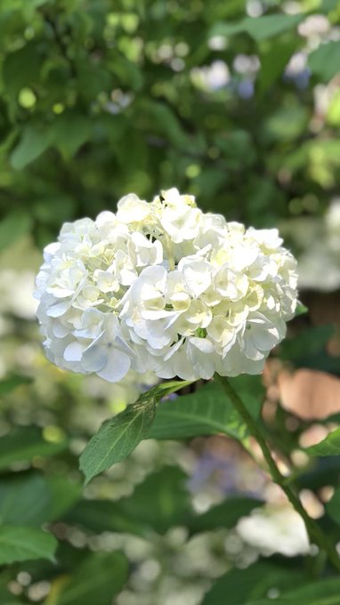 資福寺の紫陽花 あじさい 21 見頃は アクセスと駐車場についても 宮城 子連れおでかけログ