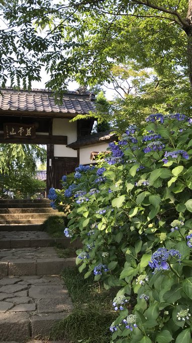 資福寺の紫陽花 あじさい 21 見頃は アクセスと駐車場についても 宮城 子連れおでかけログ