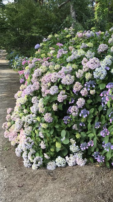 資福寺の紫陽花 あじさい 21 見頃は アクセスと駐車場についても 宮城 子連れおでかけログ
