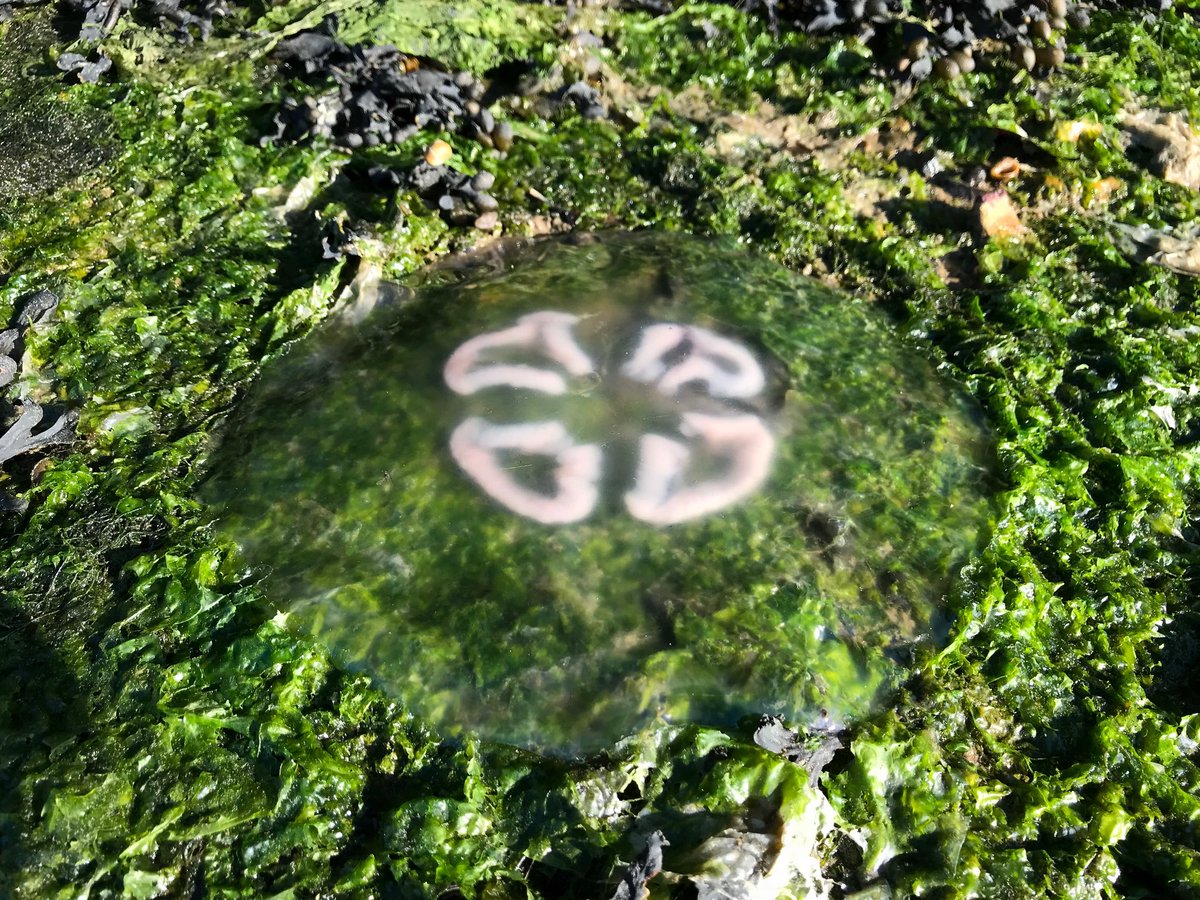 Marc (@ims_marc) on Twitter photo Lots of Moon Jellyfish (Aurelia spp) washed up at Fareham creek this afternoon. <a href="/UoPMarineBiol/">UoP Marine Biology</a> #portsmouthuni #JELLYFISH Lots of Moon Jellyfish (Aurelia spp) washed up at Fareham creek this afternoon. <a href="/UoPMarineBiol/">UoP Marine Biology</a> #portsmouthuni #JELLYFISH
