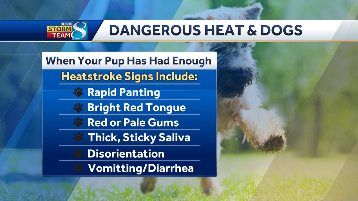 JSydejkoKCCI's tweet photo. DANGEROUS HEAT &amp; DOGS
If you've got outdoor plans with your pup today, please allow them to take frequent breaks, drink lots of water, and have time in the shade. Here are some of the common signs of heatstroke in dogs.
#iawx #iowa #dogs #dog #heat https://t.co/QnFY14ALcb